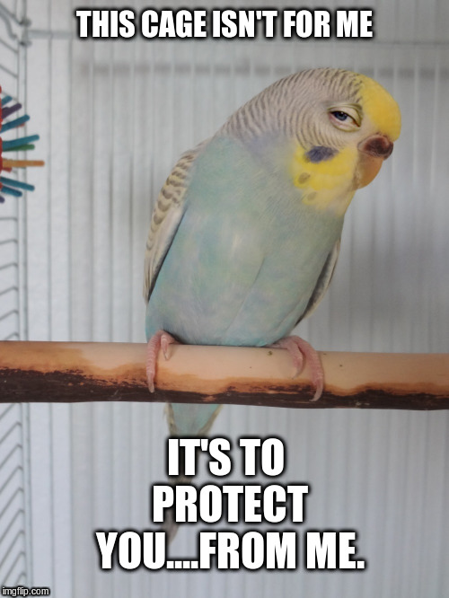 bird cage
 | THIS CAGE ISN'T FOR ME; IT'S TO PROTECT YOU....FROM ME. | image tagged in sceptical budgie,bird cage | made w/ Imgflip meme maker