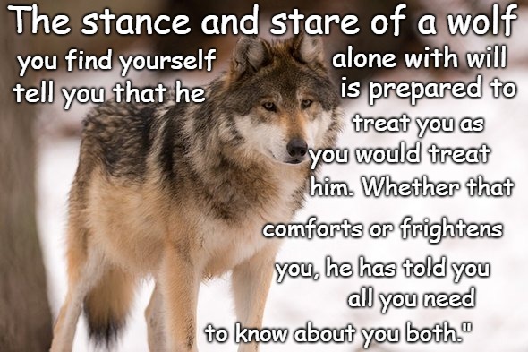 Wolf Wisdom The Stance And Stare of A Wolf | The stance and stare of a wolf; alone with will; you find yourself; is prepared to; tell you that he; treat you as; you would treat; him. Whether that; comforts or frightens; you, he has told you; all you need; to know about you both." | image tagged in animals,wolf,wolves,native american,native americans,chief | made w/ Imgflip meme maker