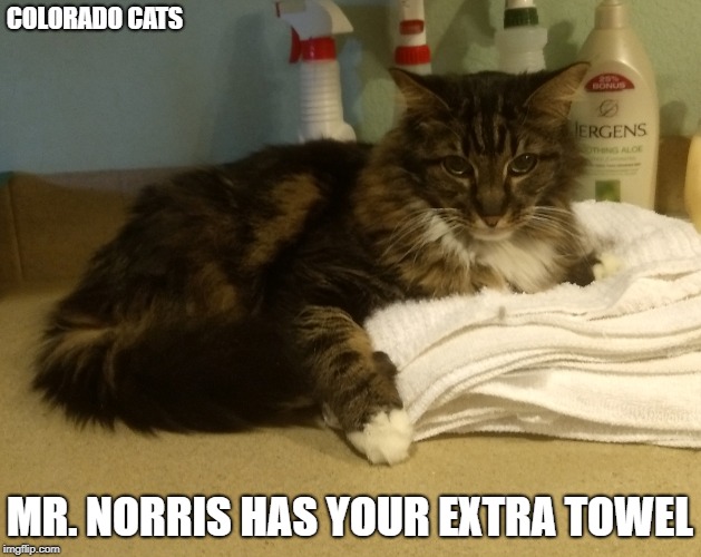 Mr. Norris Works Room Service | COLORADO CATS; MR. NORRIS HAS YOUR EXTRA TOWEL | image tagged in cats | made w/ Imgflip meme maker