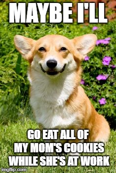 mischievous corgi  | MAYBE I'LL; GO EAT ALL OF MY MOM'S COOKIES WHILE SHE'S AT WORK | image tagged in mischievous corgi,cookies,dogs | made w/ Imgflip meme maker