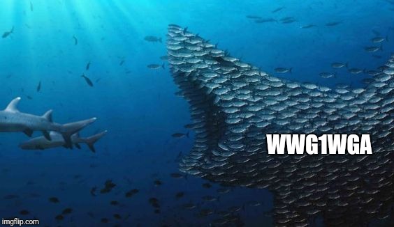 WWG1WGA | image tagged in fish teamwork | made w/ Imgflip meme maker