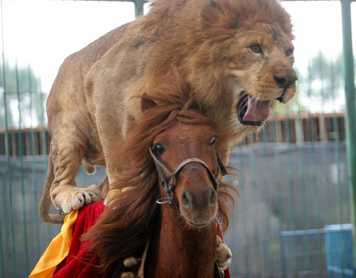 High Quality lion on horse Blank Meme Template