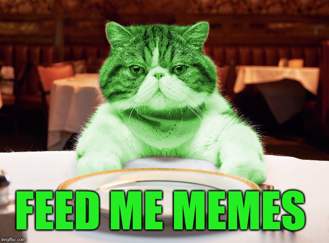 RayCat Hungry | FEED ME MEMES | image tagged in raycat hungry | made w/ Imgflip meme maker