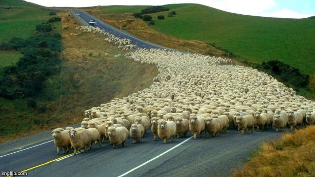sheep | . | image tagged in sheep | made w/ Imgflip meme maker