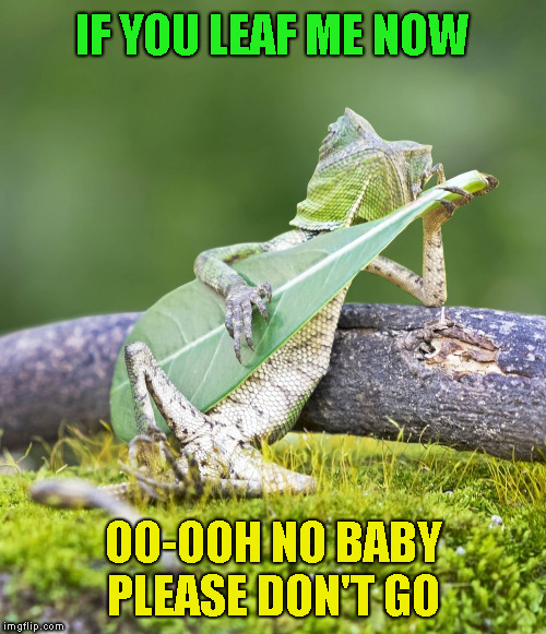 Guitar lizard  | IF YOU LEAF ME NOW; OO-OOH NO BABY PLEASE DON'T GO | image tagged in guitar lizard,memes,funny,chicago | made w/ Imgflip meme maker
