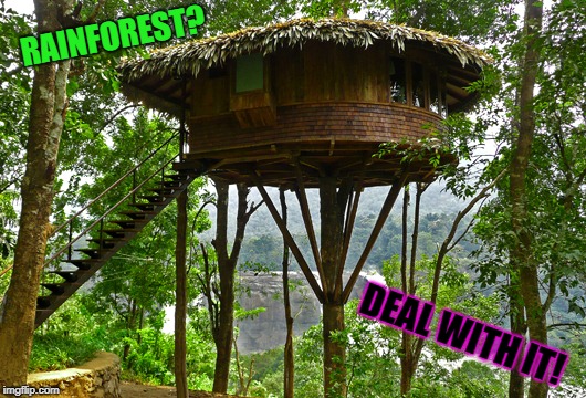 Rainforest pimpin' | RAINFOREST? DEAL WITH IT! | image tagged in rainforest pimpin' | made w/ Imgflip meme maker
