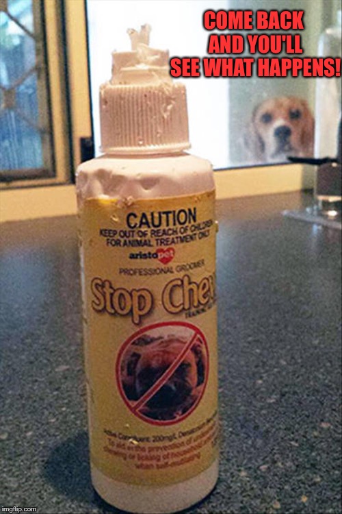 Stop chew?  I'll starve! | COME BACK AND YOU'LL SEE WHAT HAPPENS! | image tagged in dog,chewing,memes,funny | made w/ Imgflip meme maker