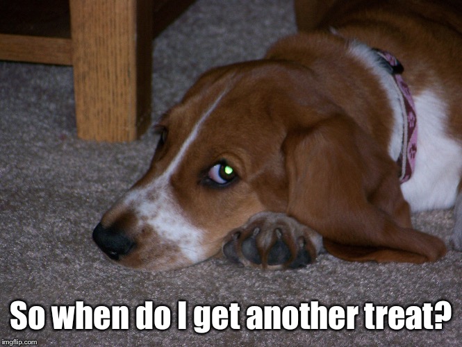 With that face, probably about now | So when do I get another treat? | image tagged in memes,basset hound,begging,treat,pathetic | made w/ Imgflip meme maker