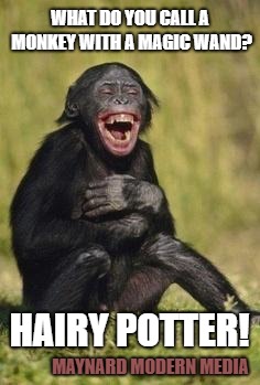 Laughing monkey | WHAT DO YOU CALL A MONKEY WITH A MAGIC WAND? HAIRY POTTER! MAYNARD MODERN MEDIA | image tagged in laughing monkey | made w/ Imgflip meme maker