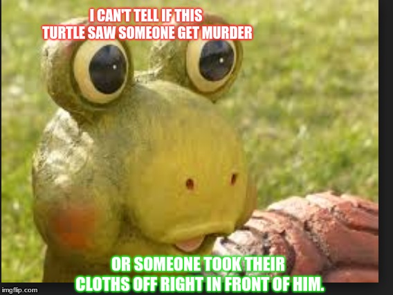 Shock Turtle | I CAN'T TELL IF THIS TURTLE SAW SOMEONE GET MURDER; OR SOMEONE TOOK THEIR CLOTHS OFF RIGHT IN FRONT OF HIM. | image tagged in turtle | made w/ Imgflip meme maker