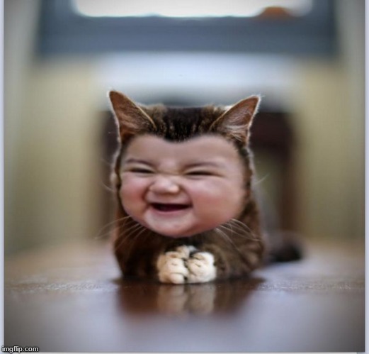 evil toddler kitten | image tagged in evil toddler kitten | made w/ Imgflip meme maker