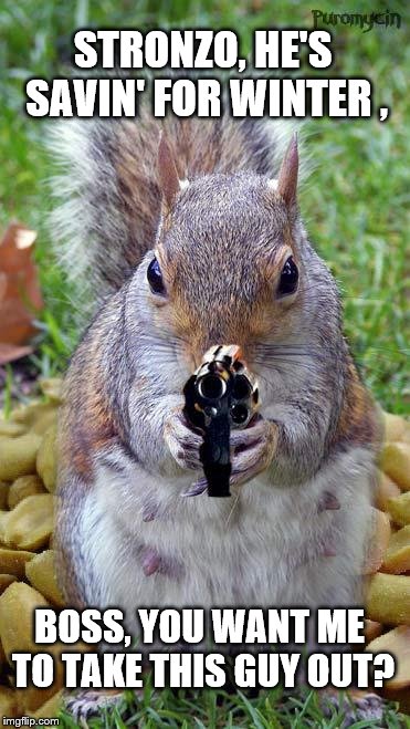 funny squirrels with guns (5) | STRONZO, HE'S SAVIN' FOR WINTER , BOSS, YOU WANT ME TO TAKE THIS GUY OUT? | image tagged in funny squirrels with guns 5 | made w/ Imgflip meme maker