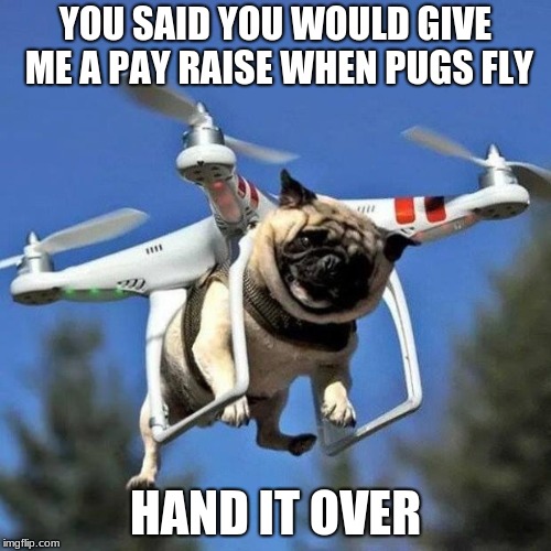 Flying Pug | YOU SAID YOU WOULD GIVE ME A PAY RAISE WHEN PUGS FLY; HAND IT OVER | image tagged in flying pug | made w/ Imgflip meme maker