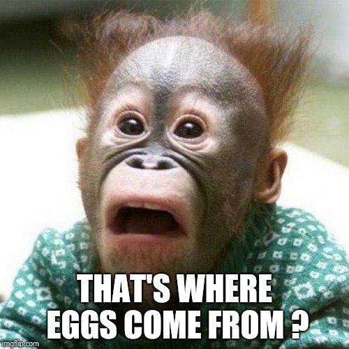 Shocked Monkey | THAT'S WHERE EGGS COME FROM ? | image tagged in shocked monkey | made w/ Imgflip meme maker