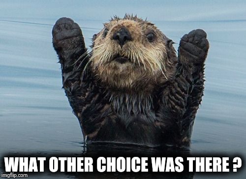 Hands up otter | WHAT OTHER CHOICE WAS THERE ? | image tagged in hands up otter | made w/ Imgflip meme maker