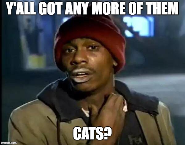 Y'all Got Any More Of That Meme | Y'ALL GOT ANY MORE OF THEM CATS? | image tagged in memes,y'all got any more of that | made w/ Imgflip meme maker