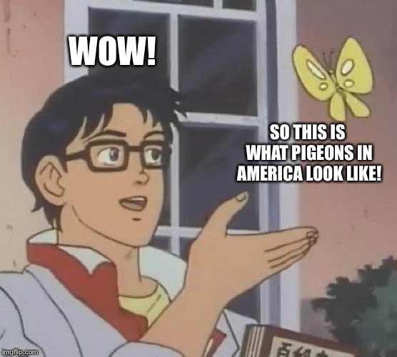 Is This A Pigeon Meme | WOW! SO THIS IS WHAT PIGEONS IN AMERICA LOOK LIKE! | image tagged in memes,is this a pigeon | made w/ Imgflip meme maker