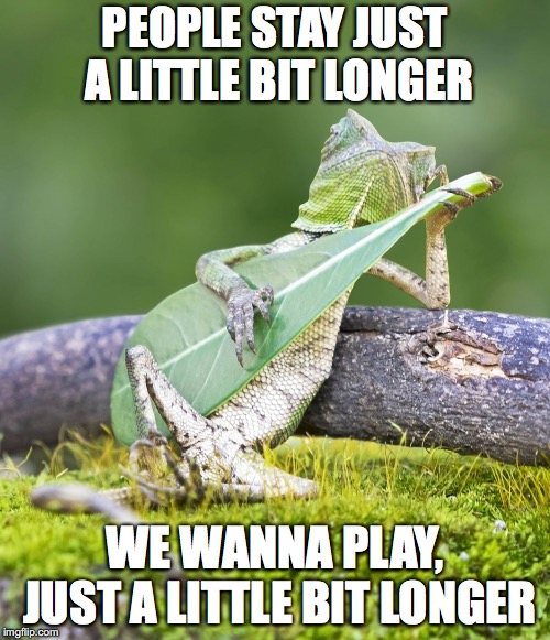 Guitar lizard  | PEOPLE STAY JUST A LITTLE BIT LONGER; WE WANNA PLAY, JUST A LITTLE BIT LONGER | image tagged in guitar lizard,jackson browne,punman21 | made w/ Imgflip meme maker