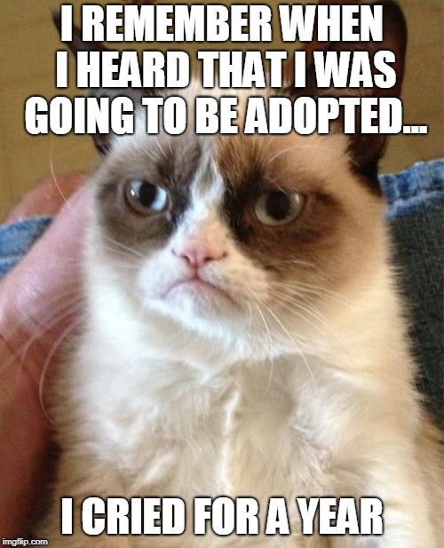 Grumpy Cat | I REMEMBER WHEN I HEARD THAT I WAS GOING TO BE ADOPTED... I CRIED FOR A YEAR | image tagged in memes,grumpy cat | made w/ Imgflip meme maker