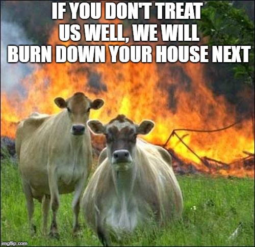 Evil Cows Meme | IF YOU DON'T TREAT US WELL, WE WILL BURN DOWN YOUR HOUSE NEXT | image tagged in memes,evil cows | made w/ Imgflip meme maker