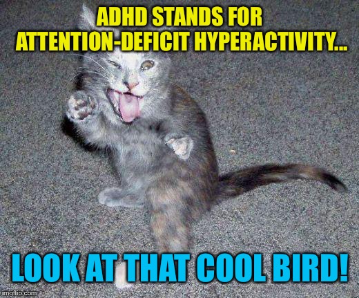 ADHD Cat | ADHD STANDS FOR ATTENTION-DEFICIT HYPERACTIVITY... LOOK AT THAT COOL BIRD! | image tagged in adhd cat,memes | made w/ Imgflip meme maker
