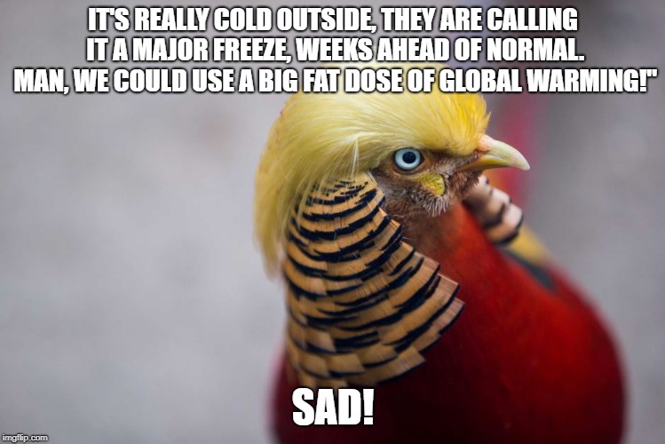 Climate Change.... is a HOAX ladies and gentlemen  | IT'S REALLY COLD OUTSIDE, THEY ARE CALLING IT A MAJOR FREEZE, WEEKS AHEAD OF NORMAL. MAN, WE COULD USE A BIG FAT DOSE OF GLOBAL WARMING!"; SAD! | image tagged in trump,golden pheasant,climate change,global warming,donald trump,degenerate | made w/ Imgflip meme maker