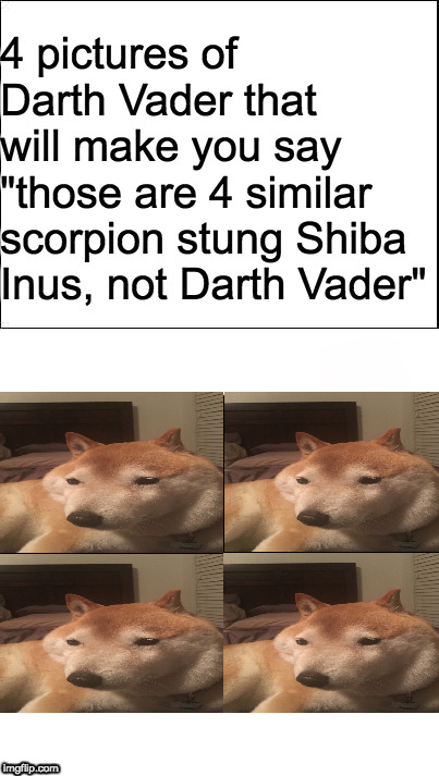 Darth Vader | 4 pictures of Darth Vader that will make you say "those are 4 similar scorpion stung Shiba Inus, not Darth Vader" | image tagged in memes,meme,dog,dogs,shiba inu | made w/ Imgflip meme maker