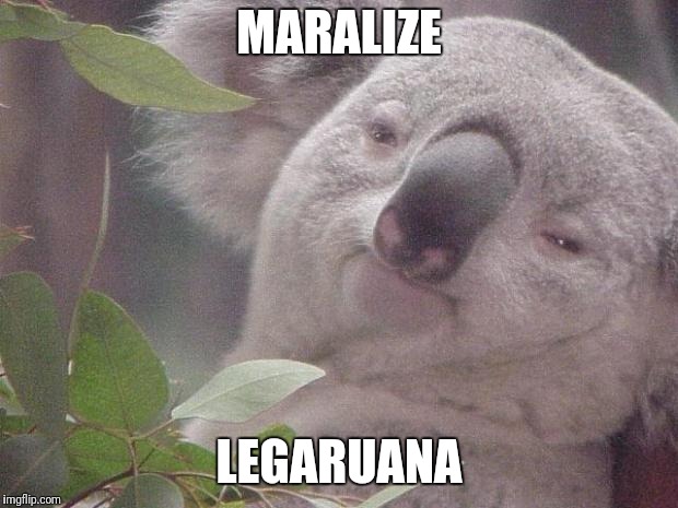 Legalize Marijuana |  MARALIZE; LEGARUANA | image tagged in dank koala,legalize weed,weed,marijuana,koala,too dank | made w/ Imgflip meme maker