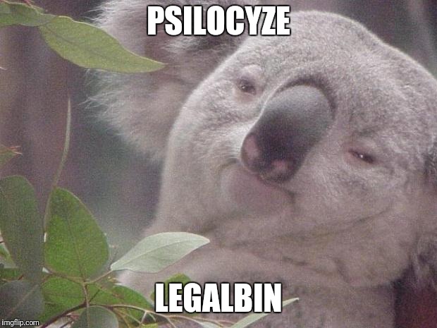 Legalise Psilocybin | PSILOCYZE; LEGALBIN | image tagged in dank koala,legalization,shrooms,magic mushrooms,legalize weed,drugs | made w/ Imgflip meme maker