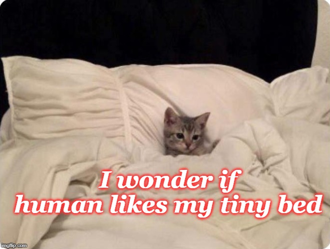 Now I lay me down to sleep | I wonder if human likes my tiny bed | image tagged in spoiled kitty,big bed,sleepy cat,good night | made w/ Imgflip meme maker
