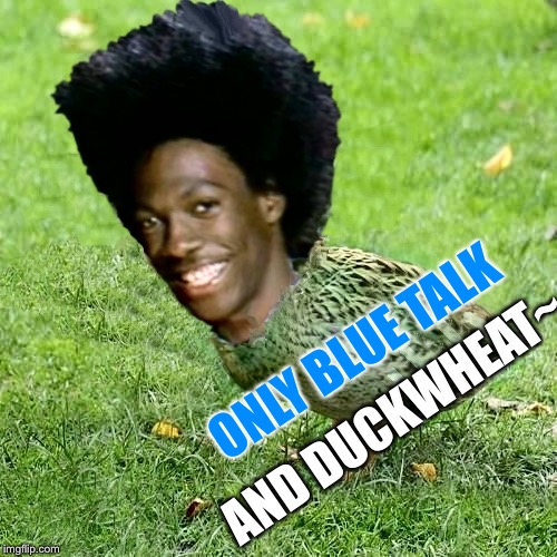 DuckWheat | ONLY BLUE TALK; AND DUCKWHEAT~ | image tagged in duckwheat | made w/ Imgflip meme maker