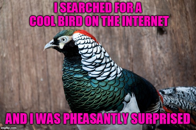 I SEARCHED FOR A COOL BIRD ON THE INTERNET AND I WAS PHEASANTLY SURPRISED | made w/ Imgflip meme maker