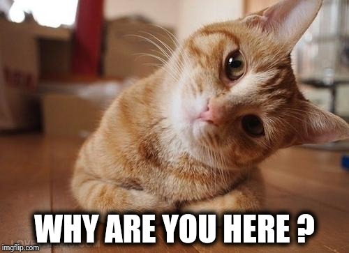 Curious Question Cat | WHY ARE YOU HERE ? | image tagged in curious question cat | made w/ Imgflip meme maker