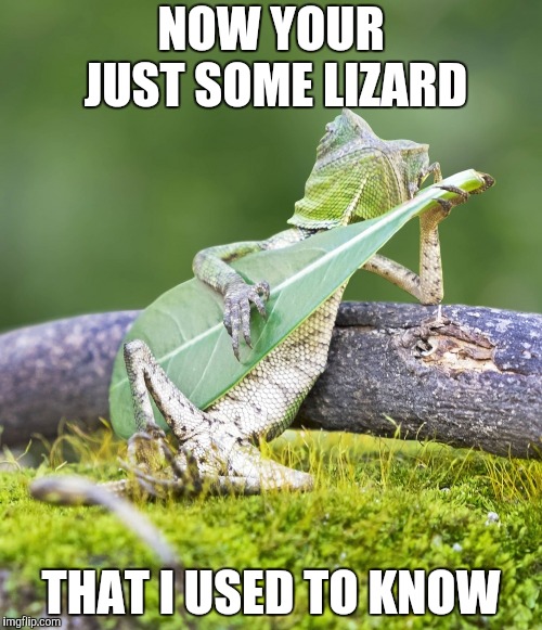 Gotcha' | NOW YOUR JUST SOME LIZARD; THAT I USED TO KNOW | image tagged in guitar lizard,gotye | made w/ Imgflip meme maker