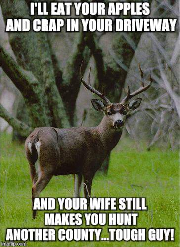 Deer look at me like I'm whipped | I'LL EAT YOUR APPLES AND CRAP IN YOUR DRIVEWAY; AND YOUR WIFE STILL MAKES YOU HUNT ANOTHER COUNTY...TOUGH GUY! | image tagged in memes,animals,deer,hunting | made w/ Imgflip meme maker