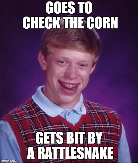 Bad Luck Brian Meme | GOES TO CHECK THE CORN GETS BIT BY A RATTLESNAKE | image tagged in memes,bad luck brian | made w/ Imgflip meme maker