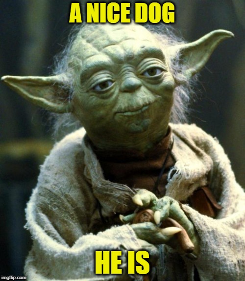Star Wars Yoda Meme | A NICE DOG HE IS | image tagged in memes,star wars yoda | made w/ Imgflip meme maker