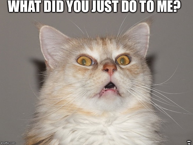 Surprised Cat / Startled Cat / Scared Cat / Spooked Cat | WHAT DID YOU JUST DO TO ME? F**K YOU | image tagged in surprised cat / startled cat / scared cat / spooked cat | made w/ Imgflip meme maker
