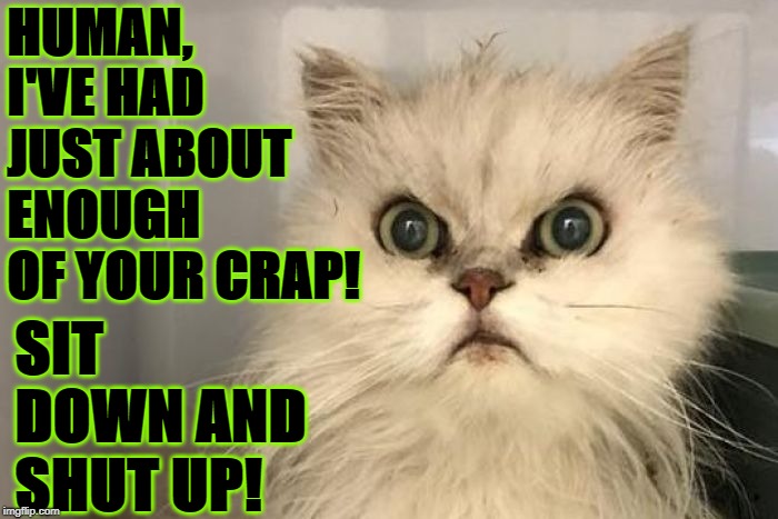 HUMAN, I'VE HAD JUST ABOUT ENOUGH OF YOUR CRAP! SIT DOWN AND SHUT UP! | image tagged in enough | made w/ Imgflip meme maker
