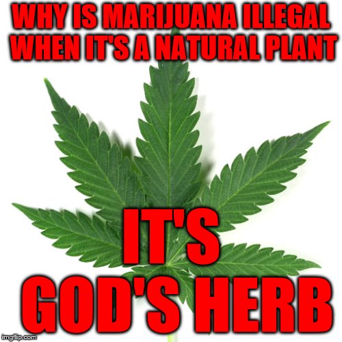 Marijuana leaf | WHY IS MARIJUANA ILLEGAL WHEN IT'S A NATURAL PLANT; IT'S GOD'S HERB | image tagged in marijuana leaf | made w/ Imgflip meme maker
