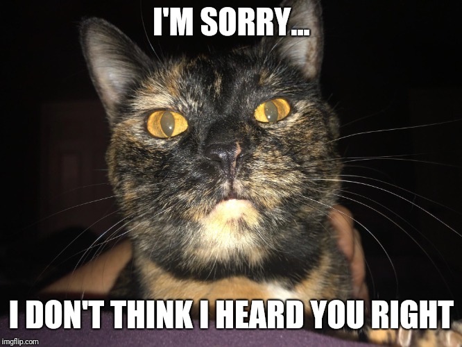 Nothing like an alarm clock with claws that doesn't understand "I'll feed you later" | I'M SORRY... I DON'T THINK I HEARD YOU RIGHT | image tagged in grumpy cat,cats,angry cat | made w/ Imgflip meme maker