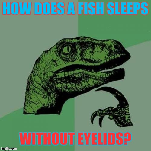Unanswered question... | HOW DOES A FISH SLEEPS; WITHOUT EYELIDS? | image tagged in memes,philosoraptor,fish | made w/ Imgflip meme maker
