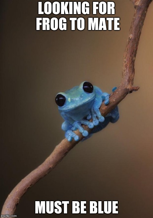 small fact frog | LOOKING FOR FROG TO MATE; MUST BE BLUE | image tagged in small fact frog | made w/ Imgflip meme maker