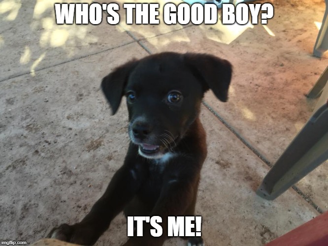 good boy | WHO'S THE GOOD BOY? IT'S ME! | image tagged in puppy,good boy | made w/ Imgflip meme maker