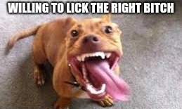Crazy Licking Dog | image tagged in licking,funlover | made w/ Imgflip meme maker