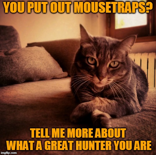 YOU PUT OUT MOUSETRAPS? TELL ME MORE ABOUT WHAT A GREAT HUNTER YOU ARE | made w/ Imgflip meme maker