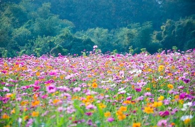 Field of Flowers Blank Meme Template