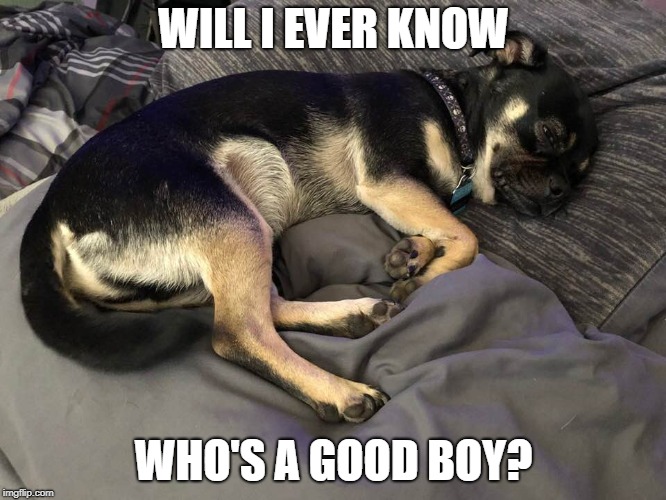 dog wonders | WILL I EVER KNOW; WHO'S A GOOD BOY? | image tagged in good boy,dog | made w/ Imgflip meme maker