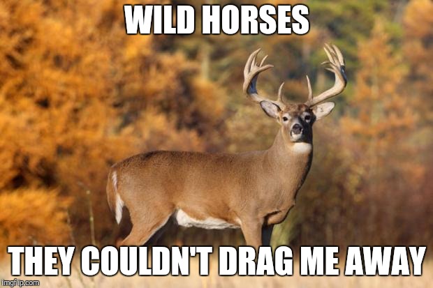 whitetail deer | WILD HORSES THEY COULDN'T DRAG ME AWAY | image tagged in whitetail deer | made w/ Imgflip meme maker