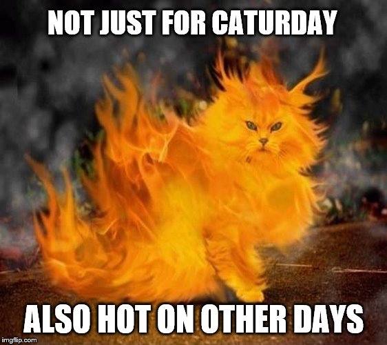 NOT JUST FOR CATURDAY ALSO HOT ON OTHER DAYS | made w/ Imgflip meme maker